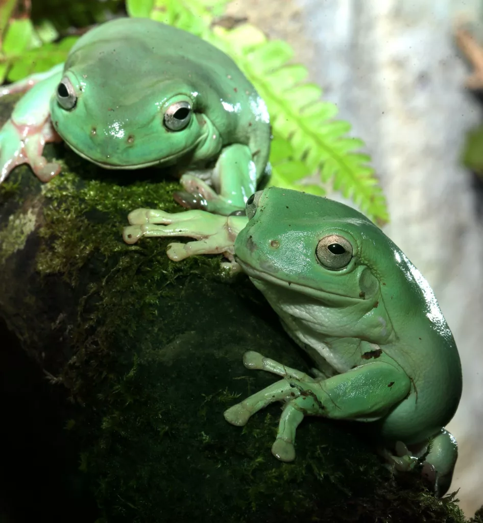 White s Tree Frog Meet Our Animals Exmoor Zoo